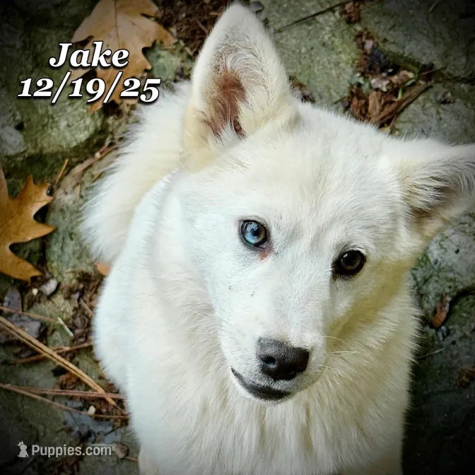 Jake-Huskimo