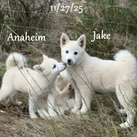 processed/9fe70d2c-6072-4679-928e-9f76a932822d/listing/e5687a67-3f6e-402c-a120-2a50790f8590/7693cd7a-494d-40cf-af87-a534528894fb