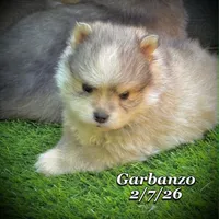 Garbanzo - Mini Husky, a male American Eskimo and Alaskan Klee Kai for sale in Merlin, OR – 2 of 5