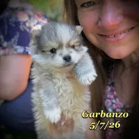 Garbanzo - Mini Husky, a male American Eskimo and Alaskan Klee Kai for sale in Merlin, OR – 5 of 5