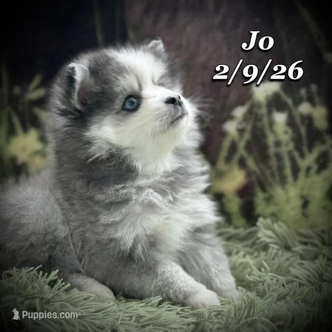 JO - Mini Husky Blue Eyes