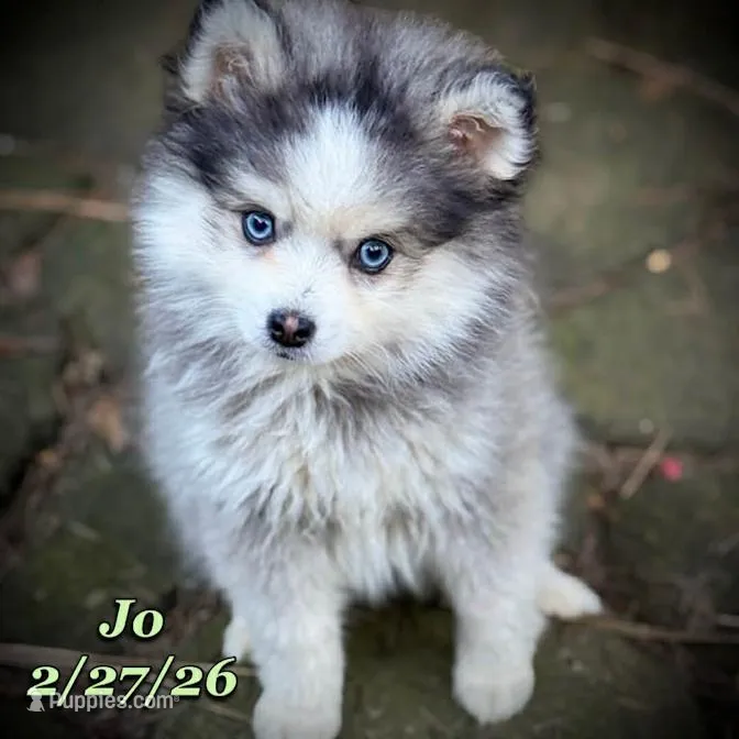 JO - Mini Husky Blue Eyes