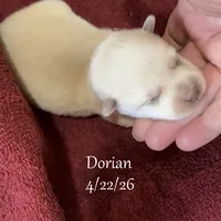 Dorian - Mini Husky, a male American Eskimo and Alaskan Klee Kai for sale in Merlin, OR – 4 of 5