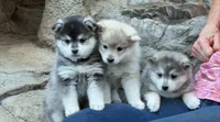 Shimmer-Mini Husky, a female American Eskimo and Alaskan Klee Kai for sale in Merlin, OR – 2 of 2