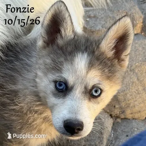 Blue-Eyed Mini Husky – American Eskimo, Alaskan Klee Kai puppy for sale in Merlin, OR