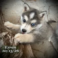 Mini Husky - Bi-Eyes, a male American Eskimo and Alaskan Klee Kai for sale in Merlin, OR – 2 of 5