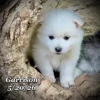 Garrison - Mini Huskimo, a male American Eskimo and Alaskan Klee Kai for sale in Merlin, OR – 3 of 7