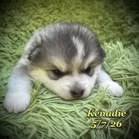 Kenadie - Mini Husky, a female American Eskimo and Alaskan Klee Kai for sale in Merlin, OR – 3 of 4