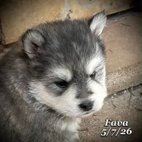 Fava - Mini Husky, a female American Eskimo and Alaskan Klee Kai for sale in Merlin, OR – 2 of 5