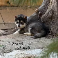 Szabo - Mini Husky, a male American Eskimo and Alaskan Klee Kai for sale in Merlin, OR – 2 of 4