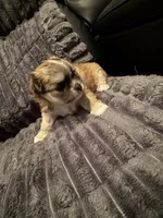 Nina, a female Chihuahua for sale in Weymouth, MA – 4 of 7
