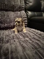 Nina, a female Chihuahua for sale in Weymouth, MA – 7 of 7