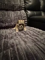 Nina, a female Chihuahua for sale in Weymouth, MA – 3 of 7