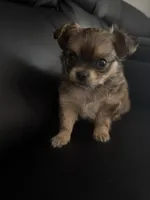 Beau, a male Chihuahua for sale in Weymouth, MA – 3 of 6