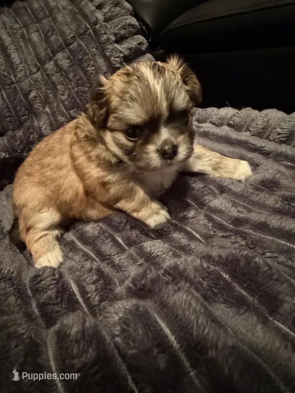 Nina – Chihuahua puppy for sale in Weymouth, MA