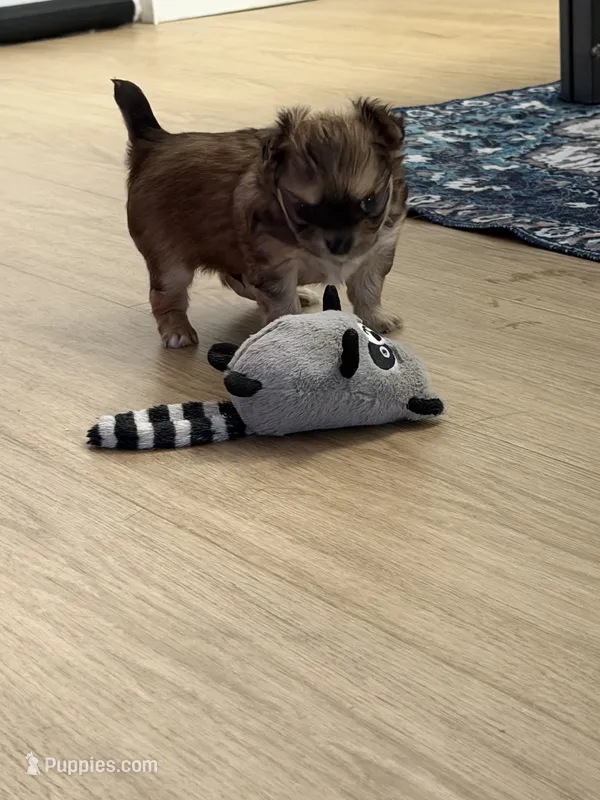 Beau – Chihuahua puppy for sale in Weymouth, MA