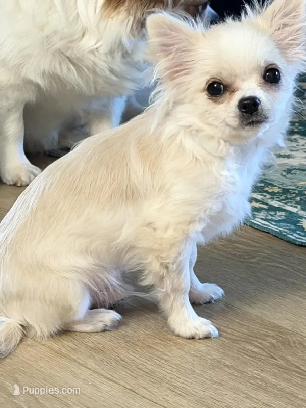 Ziggy – Chihuahua puppy for sale in Weymouth, MA