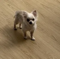 Ziggy, a male Chihuahua for sale in Weymouth, MA – 4 of 5