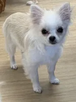 Ziggy, a male Chihuahua for sale in Weymouth, MA – 3 of 5