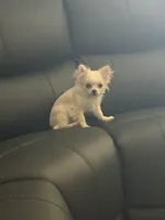Ziggy, a male Chihuahua for sale in Weymouth, MA – 5 of 5