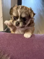 Nina, a female Chihuahua for sale in Weymouth, MA – 2 of 7