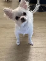 Teddy, a male Chihuahua for sale in Weymouth, MA – 2 of 4