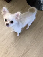 Teddy, a male Chihuahua for sale in Weymouth, MA – 3 of 4