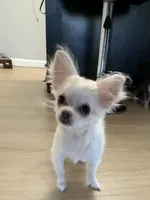 Teddy, a male Chihuahua for sale in Weymouth, MA – 1 of 4