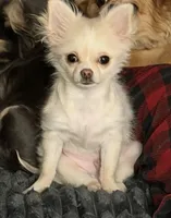 Teddy, a male Chihuahua for sale in Weymouth, MA – 4 of 4