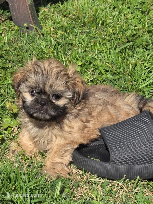 Brown male – Shih Tzu puppy for sale in Dalton, GA