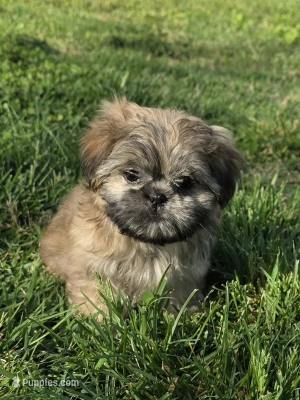 Brown male – Shih Tzu puppy for sale in Dalton, GA