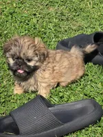 Brown male, a male Shih Tzu for sale in Dalton, GA – Photo 2 of 2