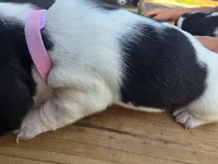 Little girl, a female Basset Hound for sale in Dalton, GA – 4 of 4