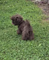 Chocolate male, a male Shih Tzu for sale in Dalton, GA – 2 of 5
