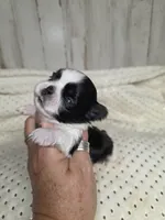 Black&white femal, a female Shih Tzu for sale in Dalton, GA – 4 of 4