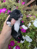 Jabba, a male Shih Tzu for sale in Dalton, GA – 5 of 6