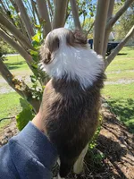 Choc&white, a male Shih Tzu for sale in Dalton, GA – 3 of 3