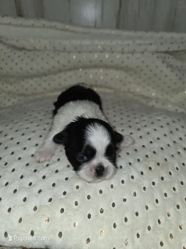 Black&white femal – Shih Tzu puppy for sale in Dalton, GA
