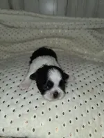 Black&white femal, a female Shih Tzu for sale in Dalton, GA – 1 of 4