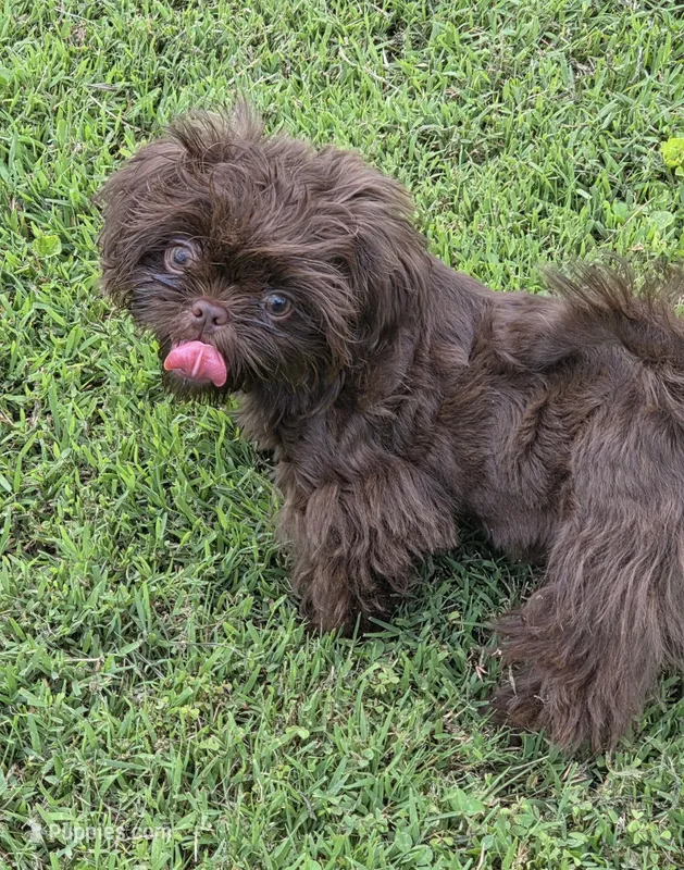 Chocolate male – Shih Tzu puppy for sale in Dalton, GA