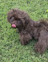 Chocolate male, a male Shih Tzu for sale in Dalton, GA – 1 of 5