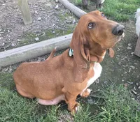 Orange boy, a male Basset Hound for sale in Dalton, GA – 5 of 6