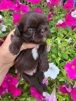 Choco&White F, a female Shih Tzu for sale in Dalton, GA – 1 of 3