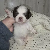 Choco, a male Shih Tzu for sale in Dalton, GA – Photo 3 of 4