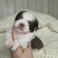 Choco, a male Shih Tzu for sale in Dalton, GA – Photo 1 of 4