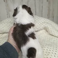 Choco, a male Shih Tzu for sale in Dalton, GA – Photo 2 of 4