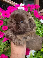 Chocolate milk, a male Shih Tzu for sale in Dalton, GA – 4 of 4