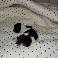 Cookie, a male Shih Tzu for sale in Dalton, GA – Photo 5 of 5