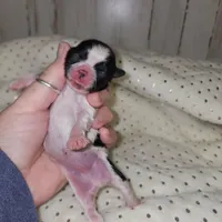 Cookie, a male Shih Tzu for sale in Dalton, GA – Photo 3 of 5