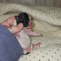 Cookie, a male Shih Tzu for sale in Dalton, GA – Photo 2 of 5